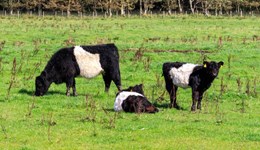 Direct marketing and butchery (part 1)